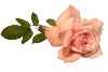 роза 2