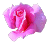 роза 4